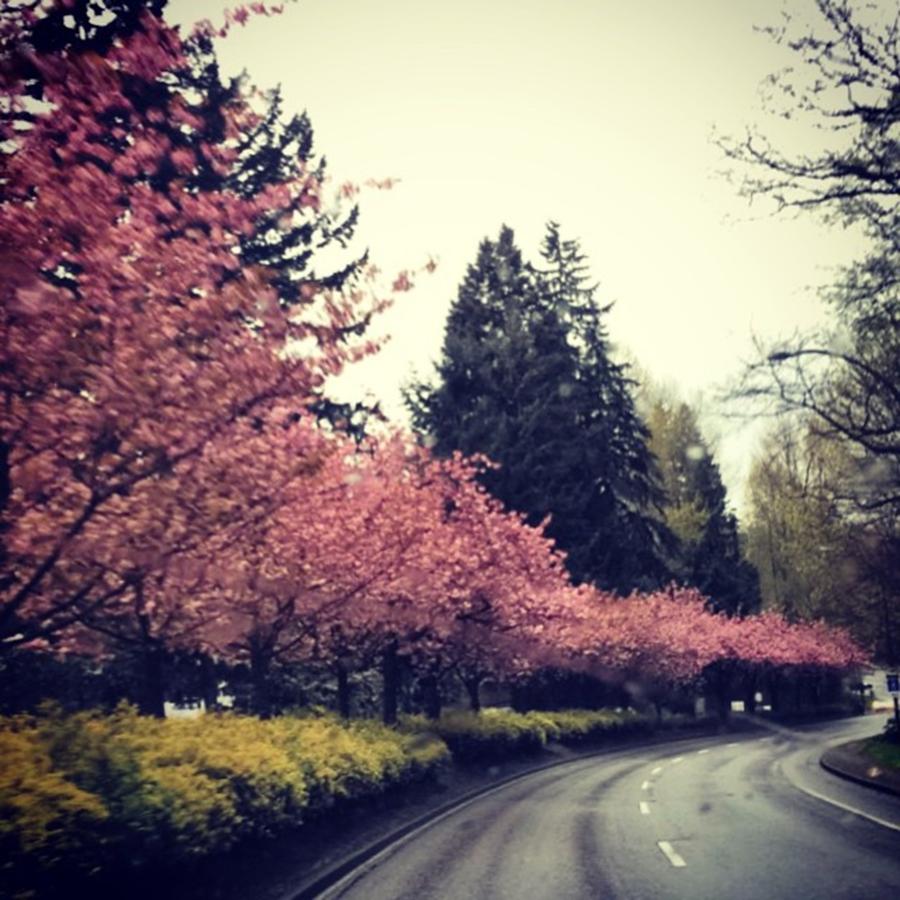 Cherryblossom Photograph - All The Cherry Blossoms #cherry by Genn Francoeur