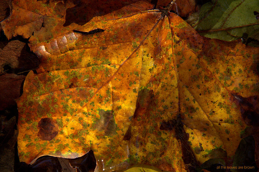 All The Leaves Are Brown Photograph by Edward Smith