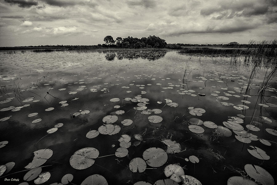 All The Lily Pads Photograph by Fran Gallogly