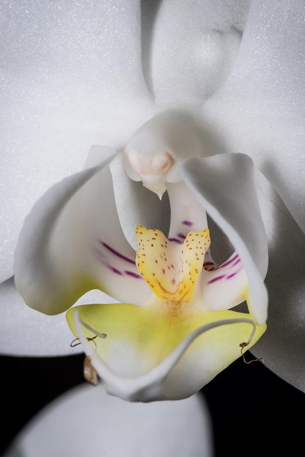 All The Parts Of An Orchid Photograph