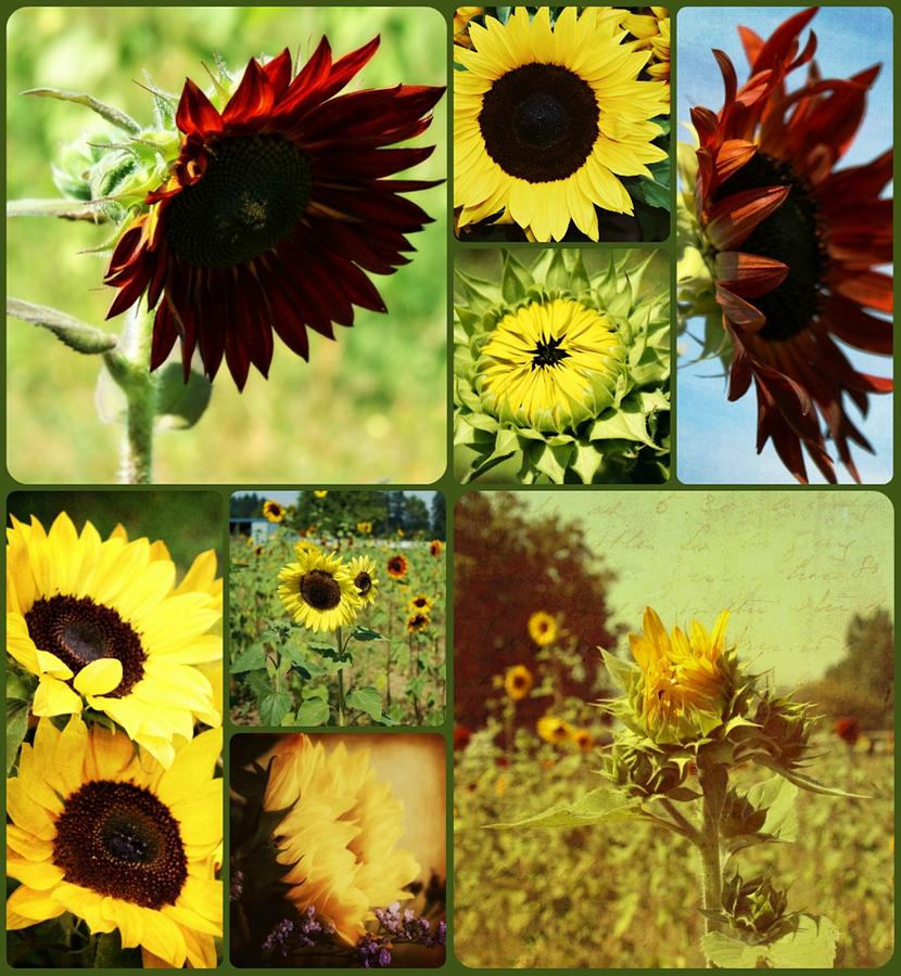 Flower Photograph - All the Sunflowers by Cathie Tyler