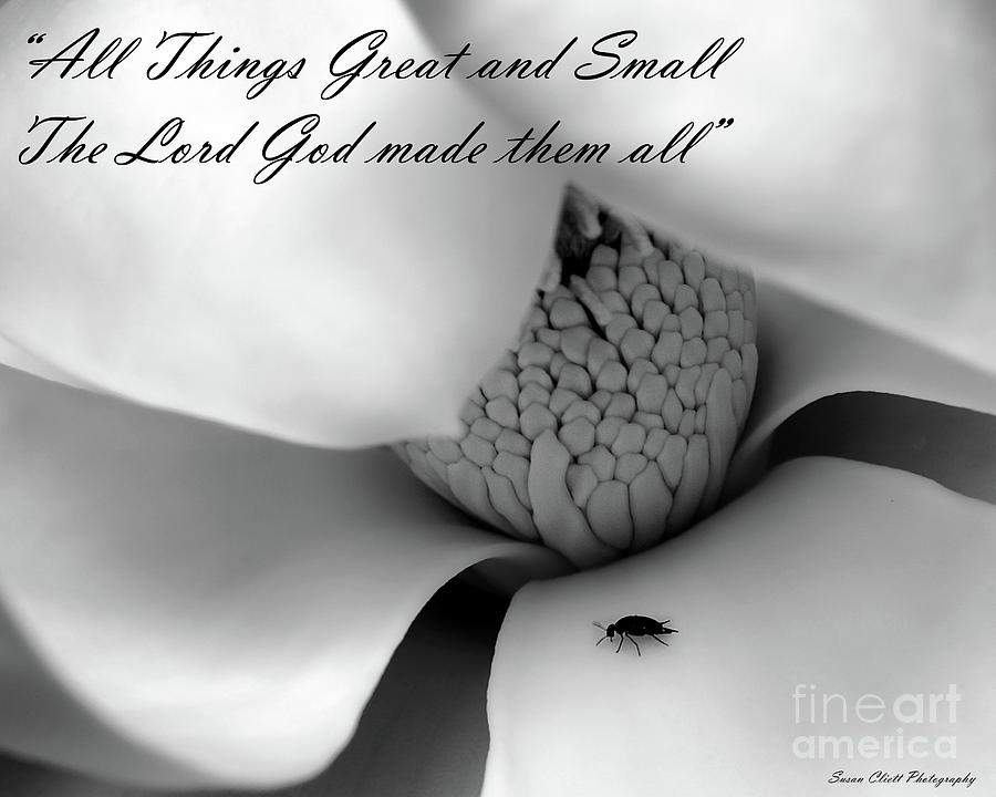 All Things Great and Small Photograph by Susan Cliett