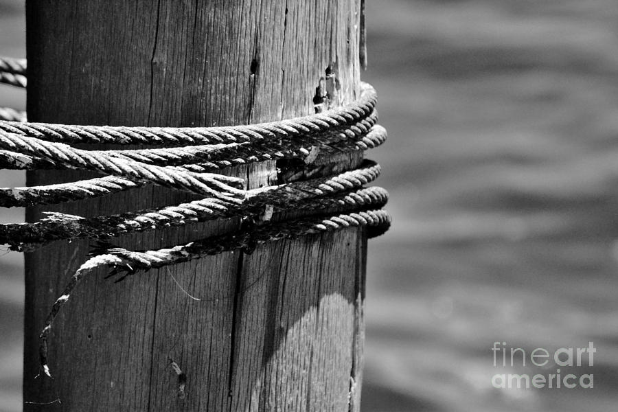 All Tied Up Photograph by Julie Adair