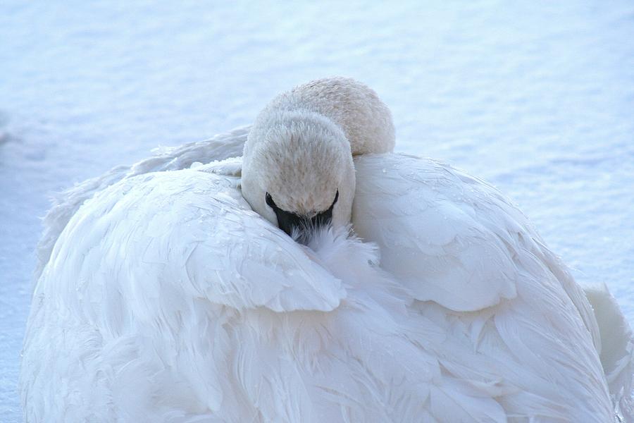 Swan Photograph - All Tucked In by Neal Nealis