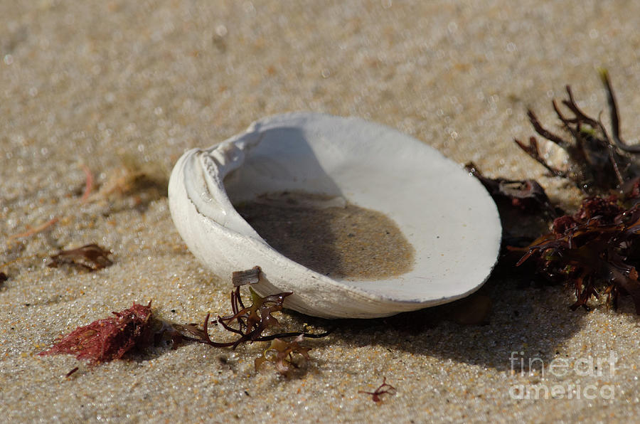 Nature Photograph - All Washed Up by Neil Taitel