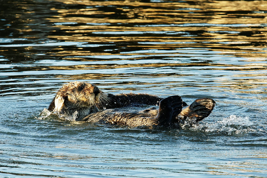 All Wet - California Sea Otter at Morro Bay, California Photograph by Darin Volpe