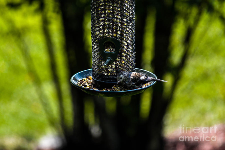 All You Can Eat Bird Feeder Photograph by Gary Keesler