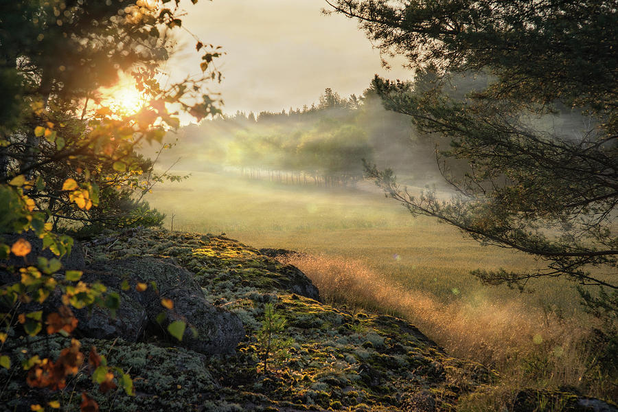 Summer Photograph - All your morning light are belong to us by Teemu Kustila