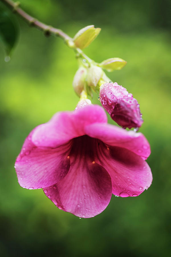 Allamanda blanchetii bloom in rain Photograph by Vishwanath Bhat