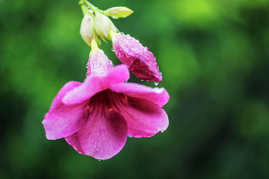 Allamanda blanchetii blooming in rain Photograph by Vishwanath Bhat