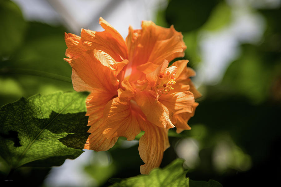 Allan Gardens Orange Photograph by Ross Henton