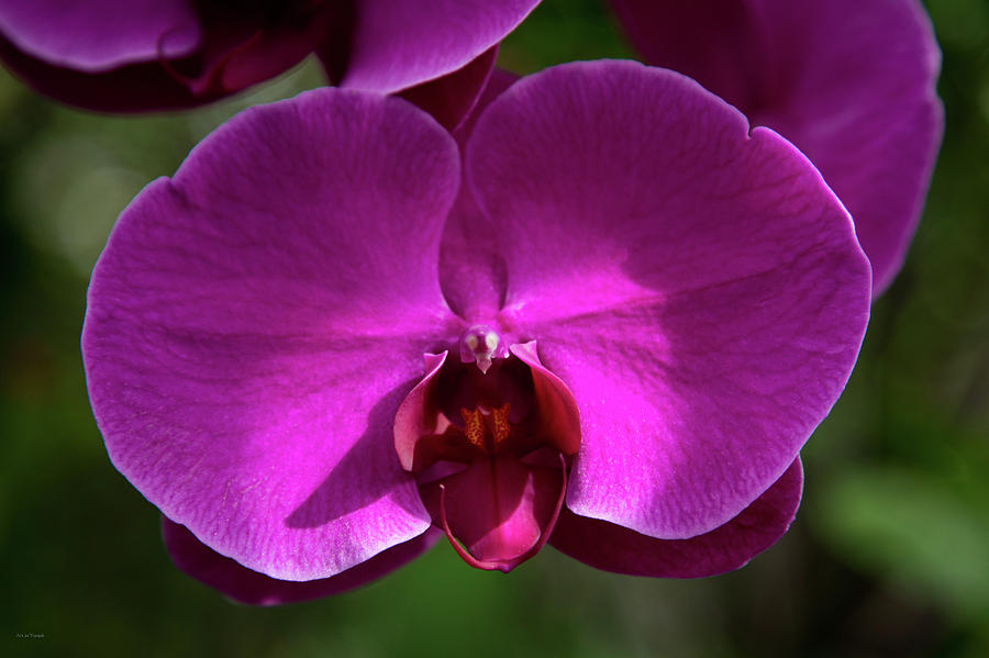 Allan Gardens Orchid Photograph by Ross Henton