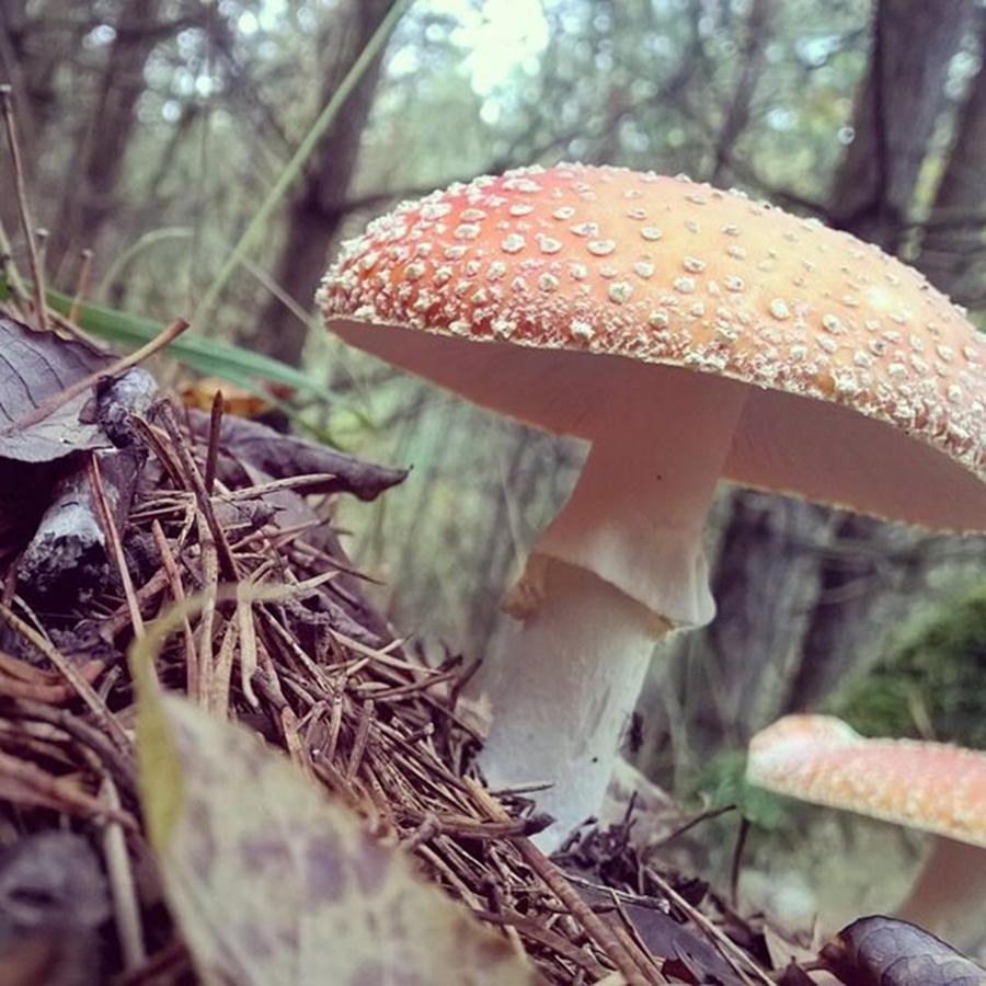 Mushroom Photograph - Alle Unter Einem Hut.

#mushrooms by Mandy Tabatt
