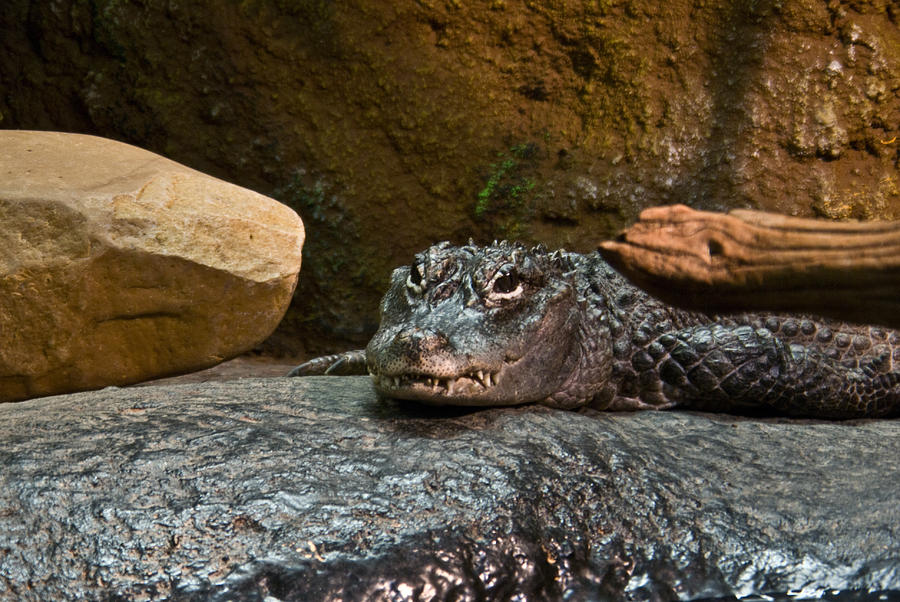 Alligator Photograph - Allegator by Douglas Barnett