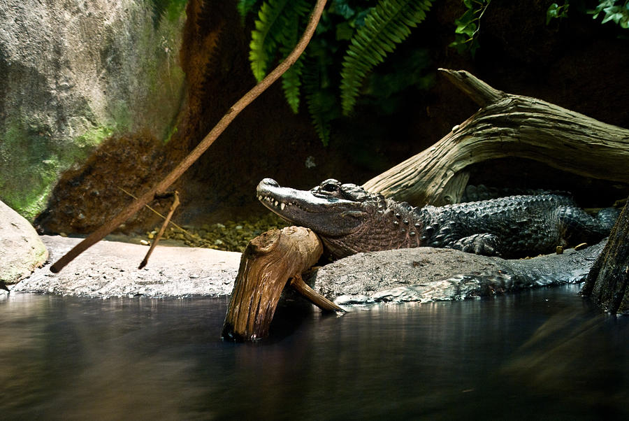 Allegator Resting Photograph by Douglas Barnett - Fine Art America