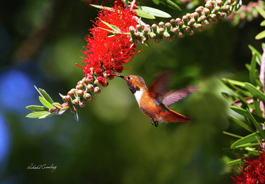 Allen's Hummingbird 1 Photograph By Richard Cronberg