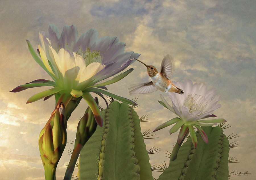 Allens Hummingbird and Cactus Flowers Digital Art by M Spadecaller