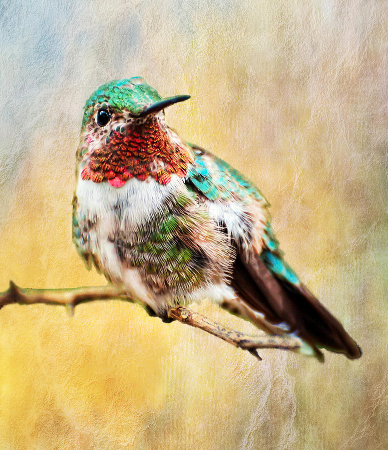 Allens Hummingbird Photograph by Barbara Manis