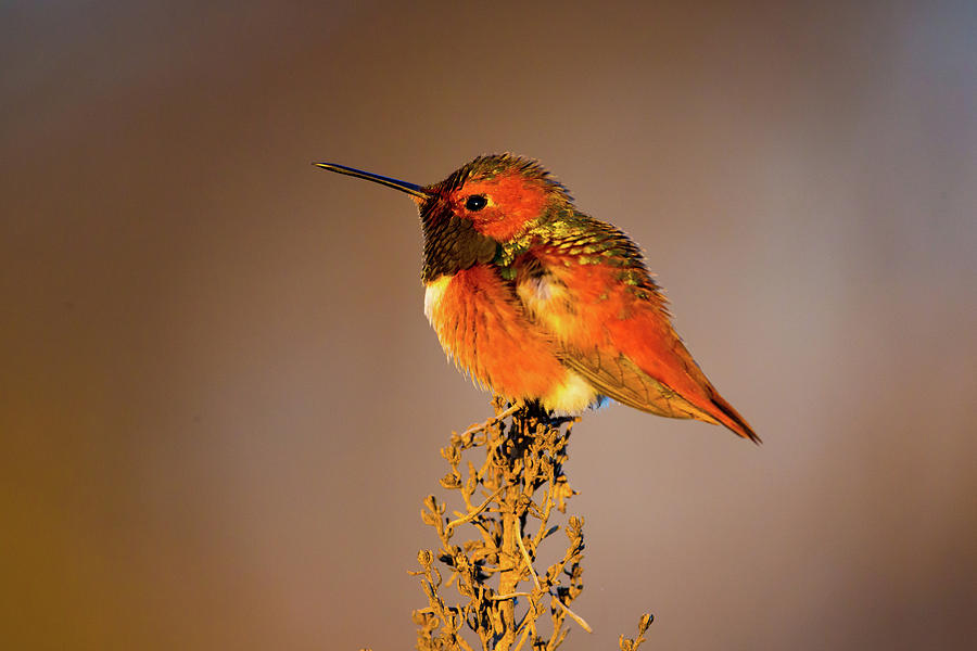Allens Hummingbird Photograph by Brian Knott Photography