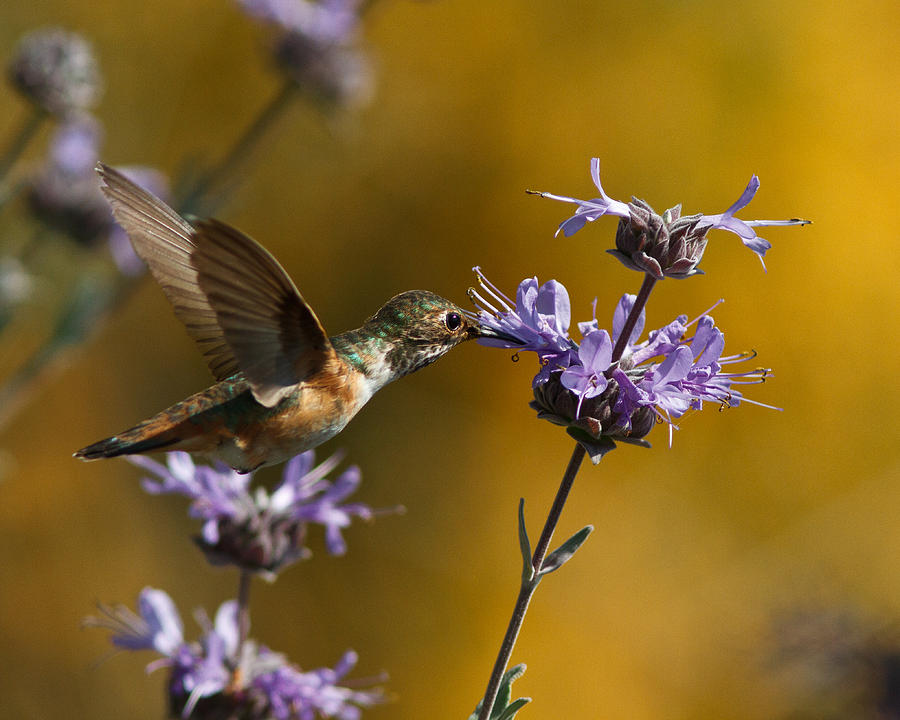 Hummingbird Photograph - Allens Hummingbird by Carl Jackson