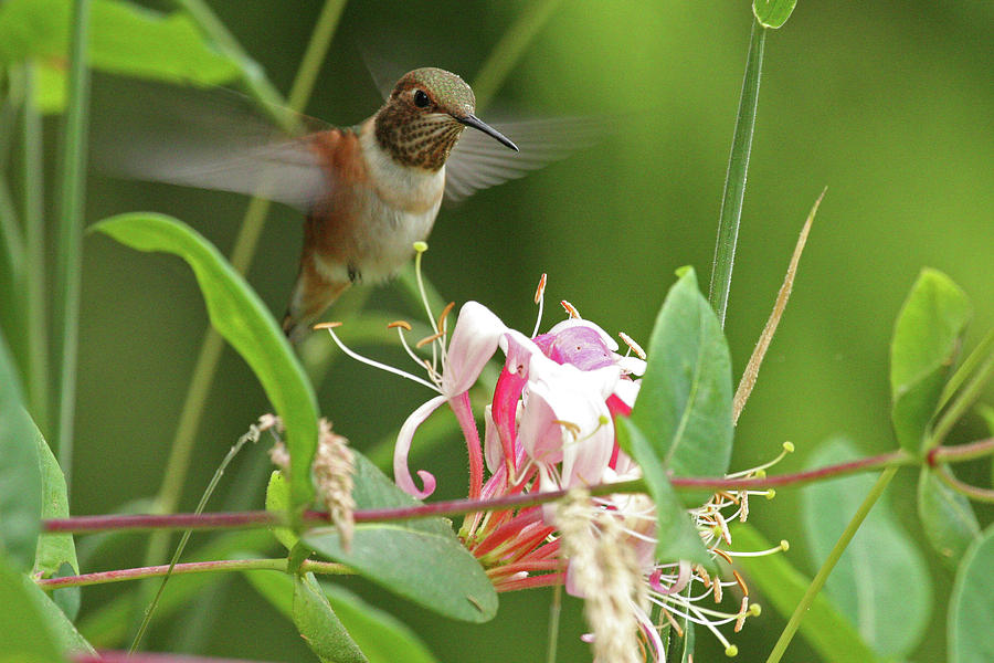 Allens Hummingbird Photograph by Celine Pollard