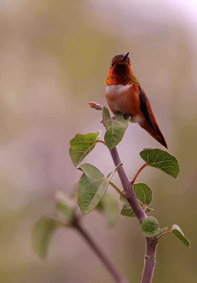 Allens Hummingbird I Photograph by Robin Street-Morris