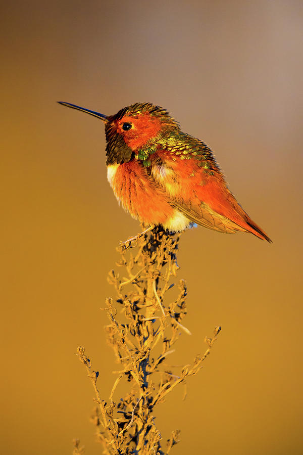 Allens Hummingbird II Photograph