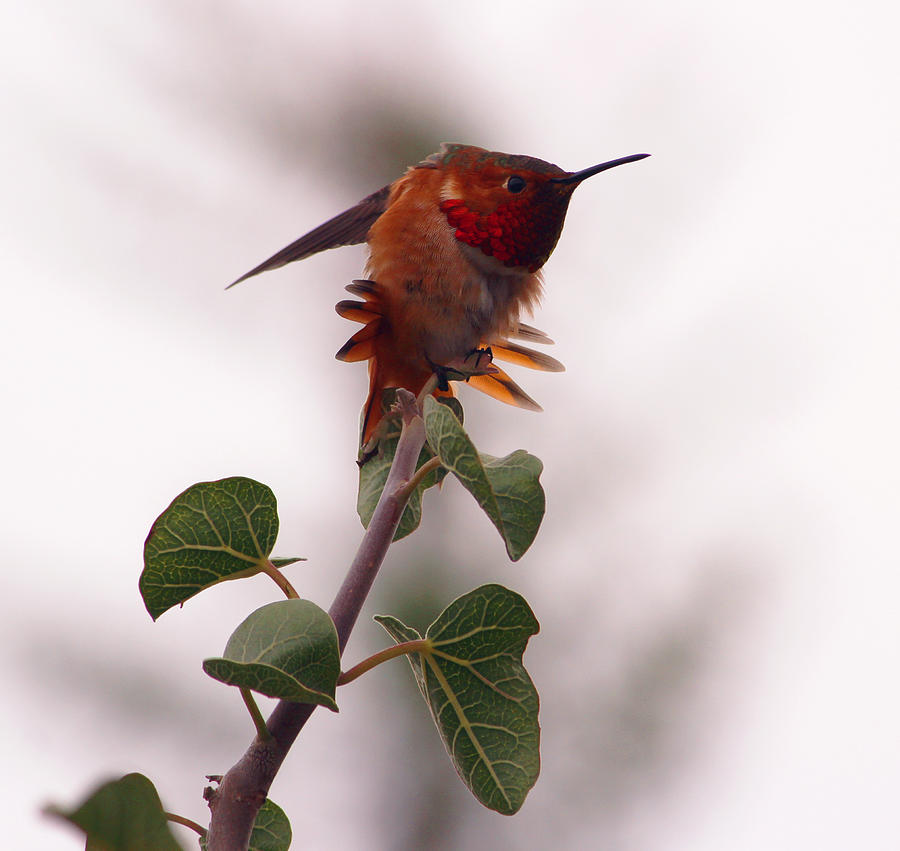 Allens Hummingbird II Photograph by Robin Street-Morris