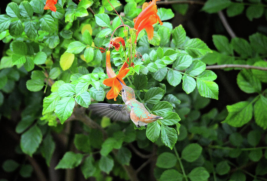 Allens Hummingbird in Cape Honeysuckle Photograph by Lynn Bauer