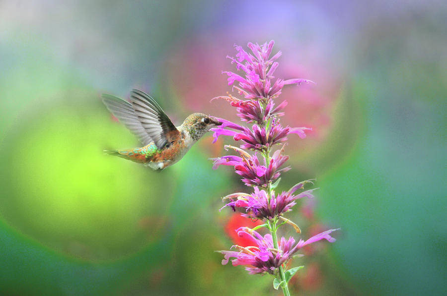 Allens Hummingbird in Light Bubbles Photograph by Lynn Bauer