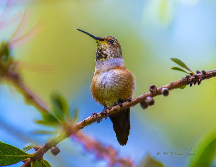 Allens Hummingbird On Bottlebrush Photograph