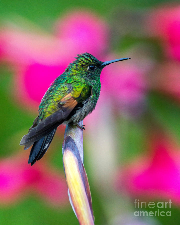 Hummingbird Photograph - Allens Hummingbird by Todd Bielby