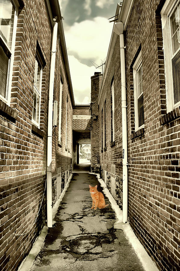 Alley Cat Digital Art by Diana Angstadt
