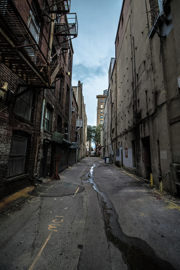 Alley Cat Photograph by Mike Dunn