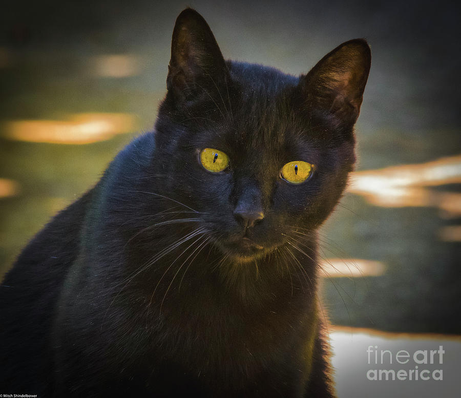 Alley Cat Photograph by Mitch Shindelbower