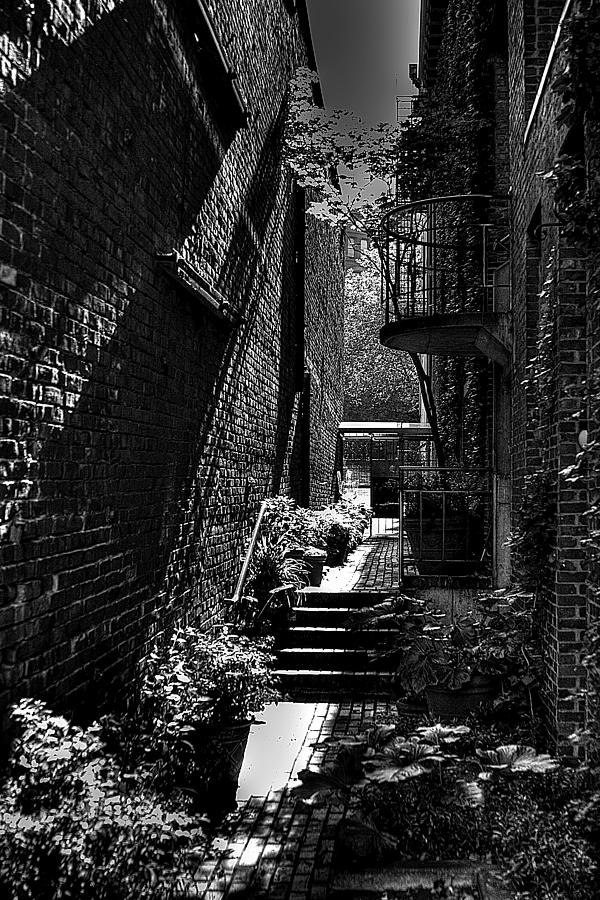 Black And White Photograph - Alley Garden by David Patterson