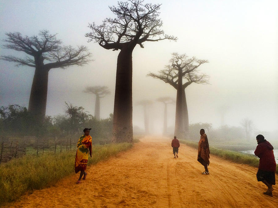 Madagascar Photograph - Alley Of The Baobab by Matt Cohen Madagascar Photograph - Alley Of The Baobab by Matt Cohen