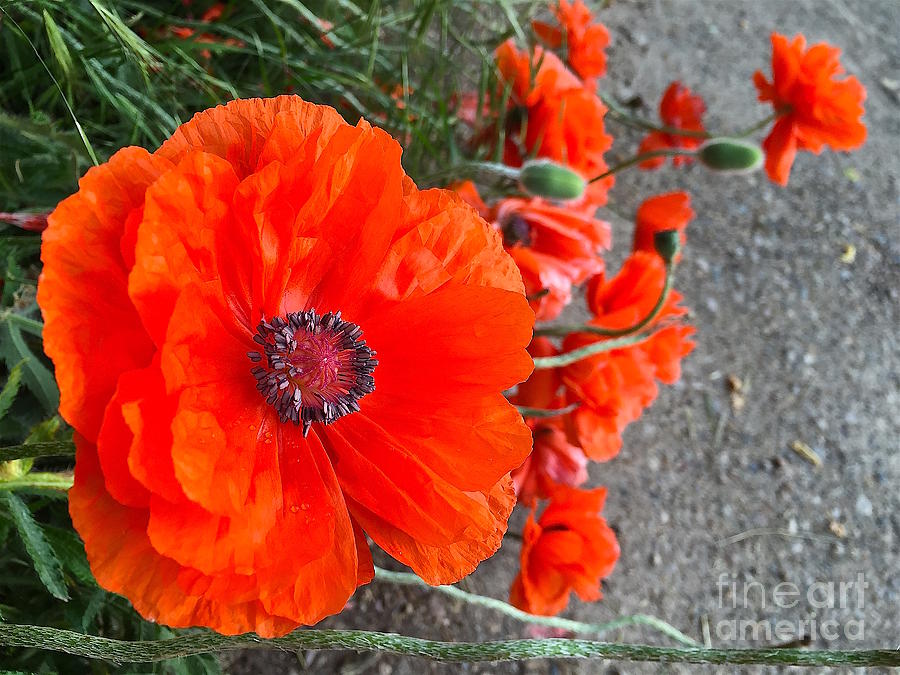 Alley Orange red poppies  Photograph by Wonju Hulse