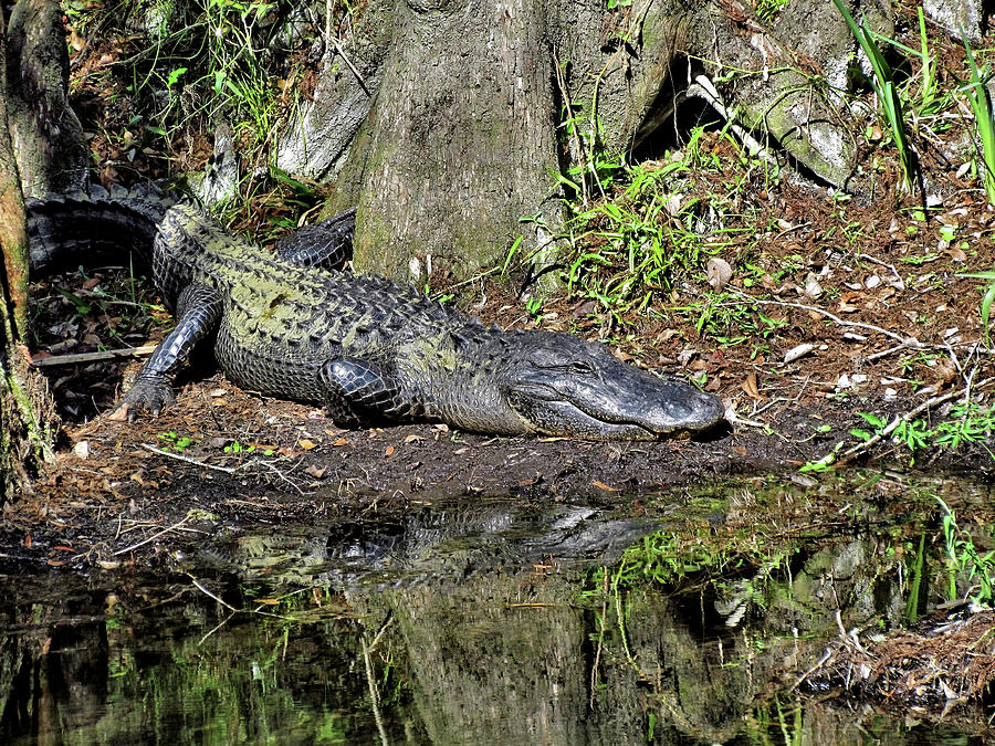 Alligator 1 Photograph by John Trommer - Fine Art America