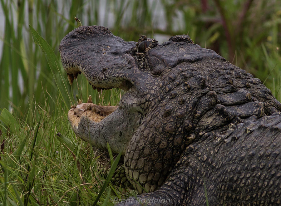 Alligator 4 Photograph by Brent Bordelon | Fine Art America