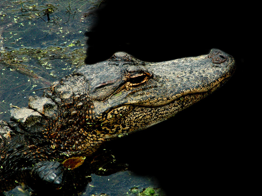 Alligator 6 Photograph