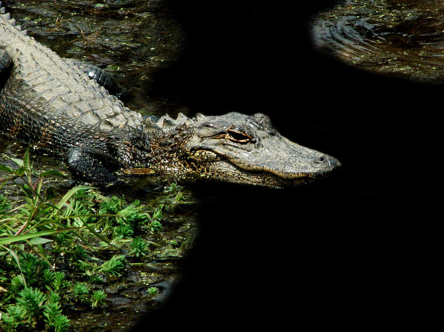 Alligator 7 Photograph by David Weeks