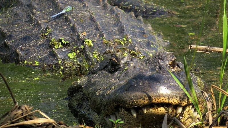 Alligator And Dragonfly Hitchhiker Photograph By Betty Berard Pixels