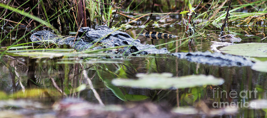 Alligator and Hatchling-2 Photograph by Steve Somerville