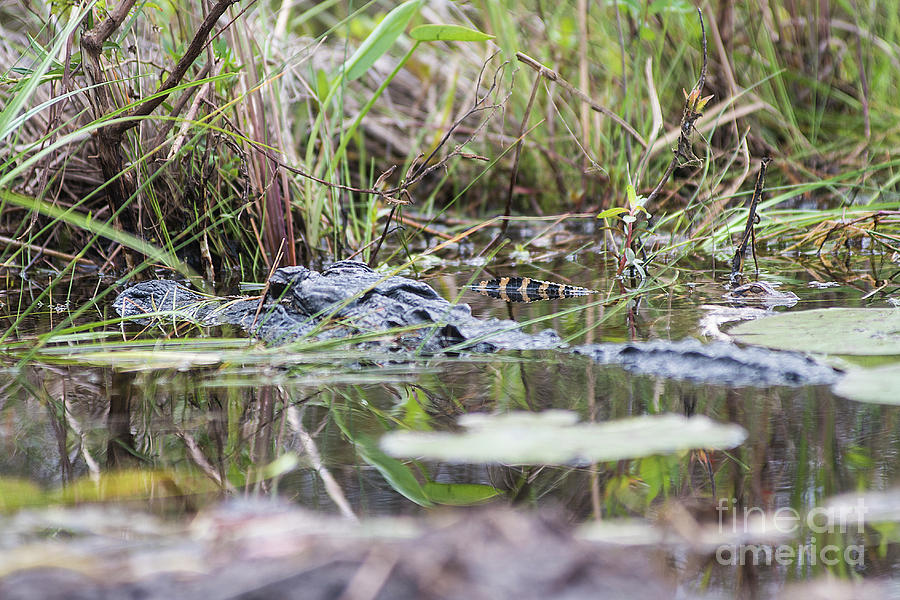 Alligator and Hatchling Photograph by Steve Somerville