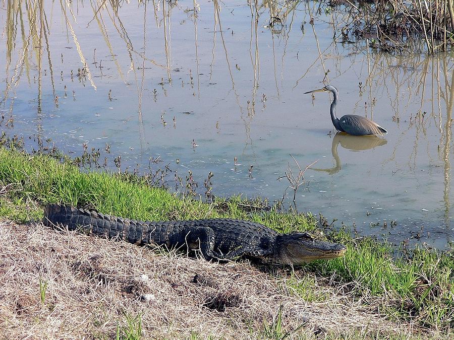 Alligator Photograph - Alligator and Heron by Al Powell Photography USA
