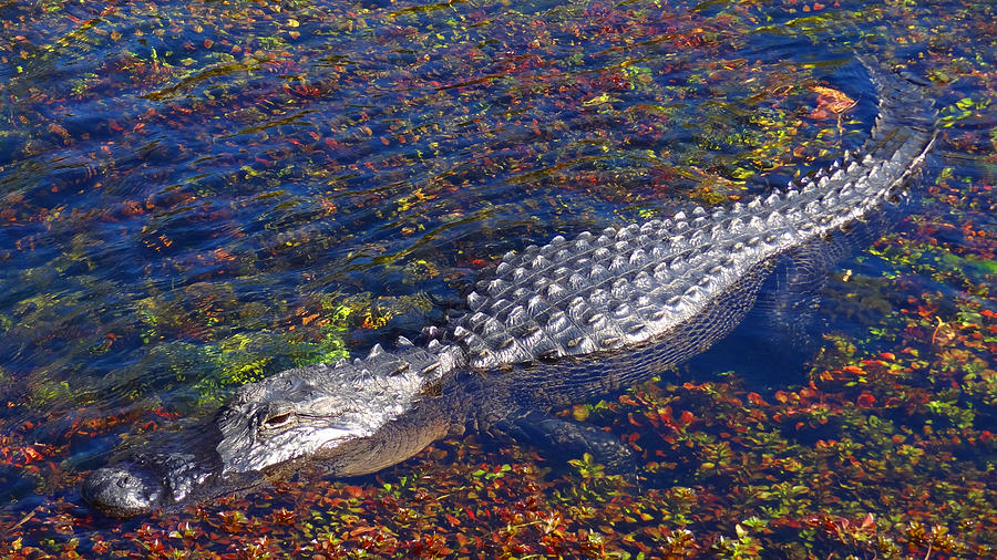 Alligator at Rest Photograph by Lawrence S Richardson Jr