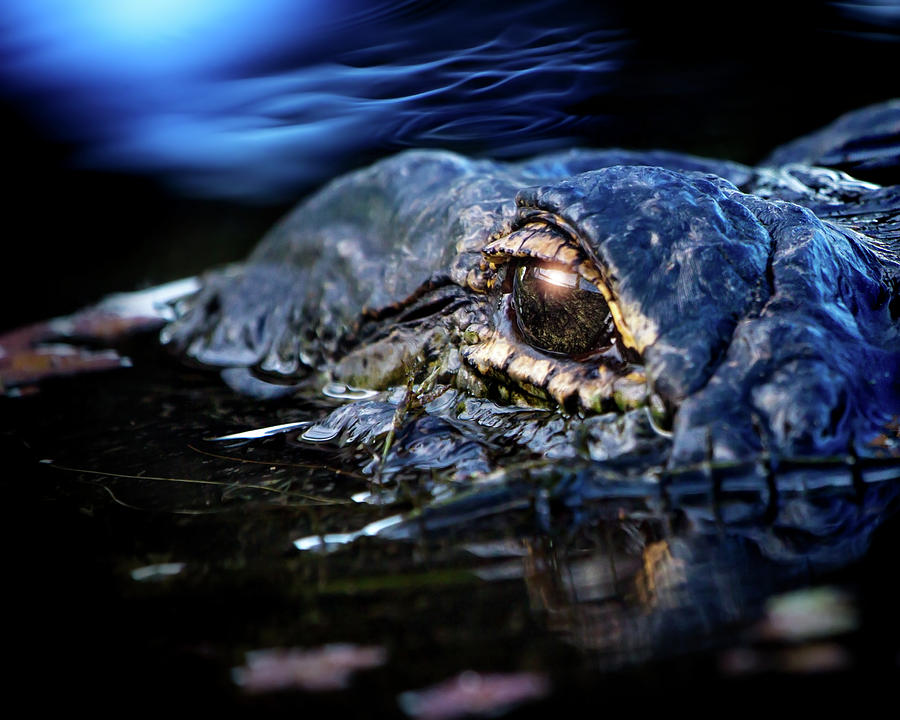 Alligator at Sunrise Photograph by Mark Andrew Thomas