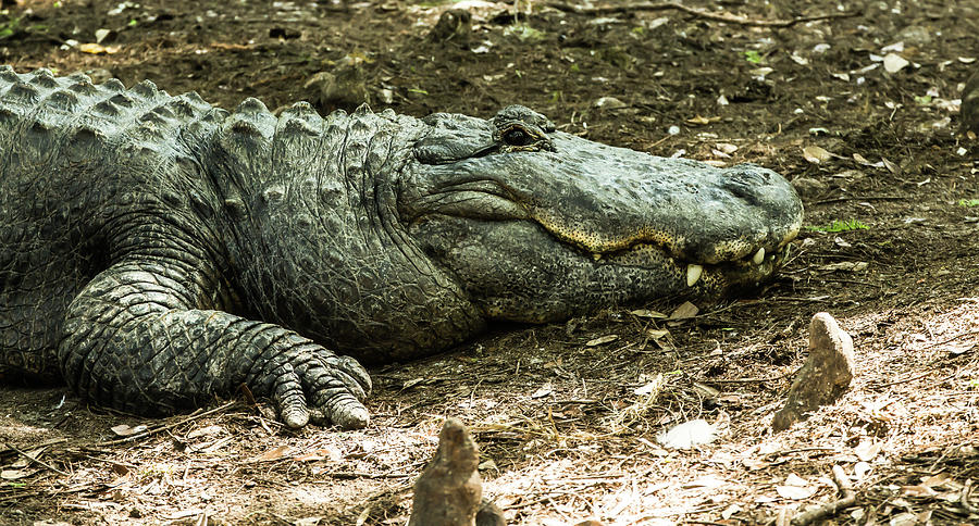 Alligator Lowry Park Zoo 3 Photograph by Richard Goldman