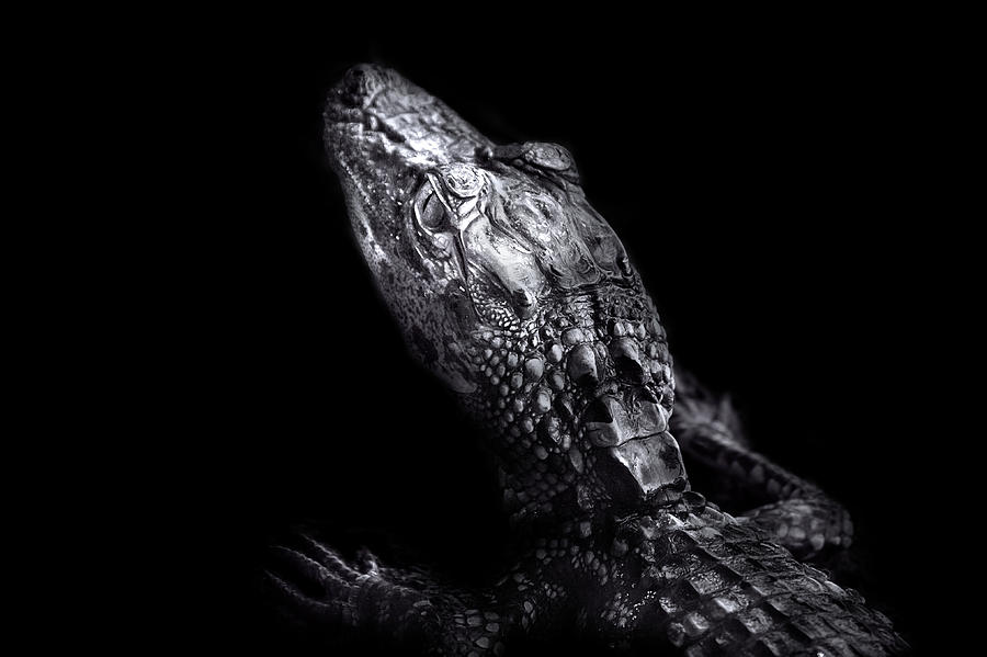 Alligator Baby Photograph by Mark Andrew Thomas